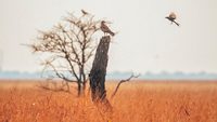 velavadar-blackbuck-national-park-ahmedabad-gujarat