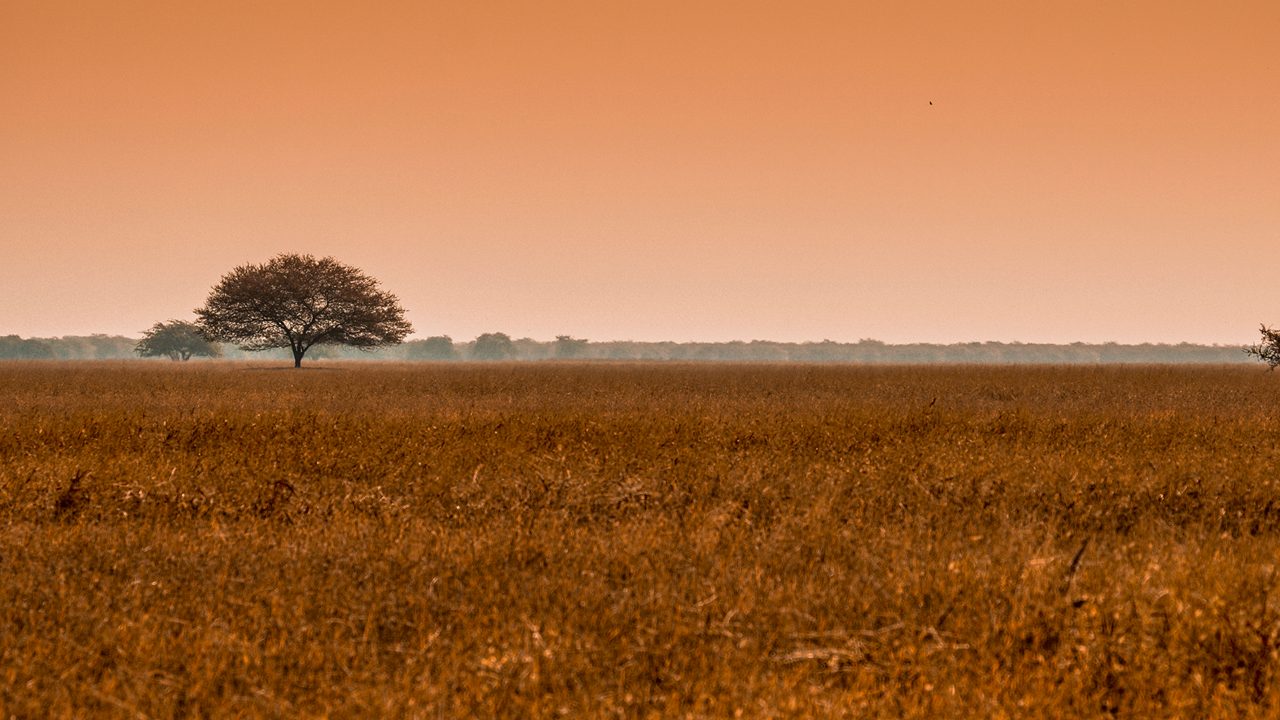 velavadar-blackbuck-national-park-ahmedabad-gujarat-4-attr-hero