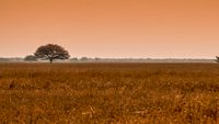 velavadar-blackbuck-national-park-ahmedabad-gujarat-4-attr-hero