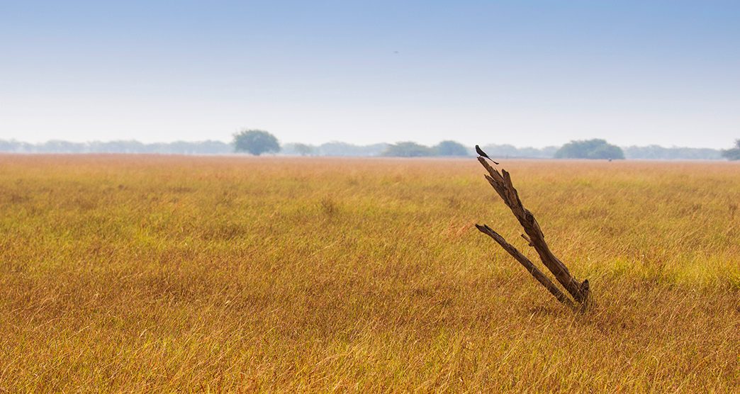 Velavadar-Black-Buck-National-Park