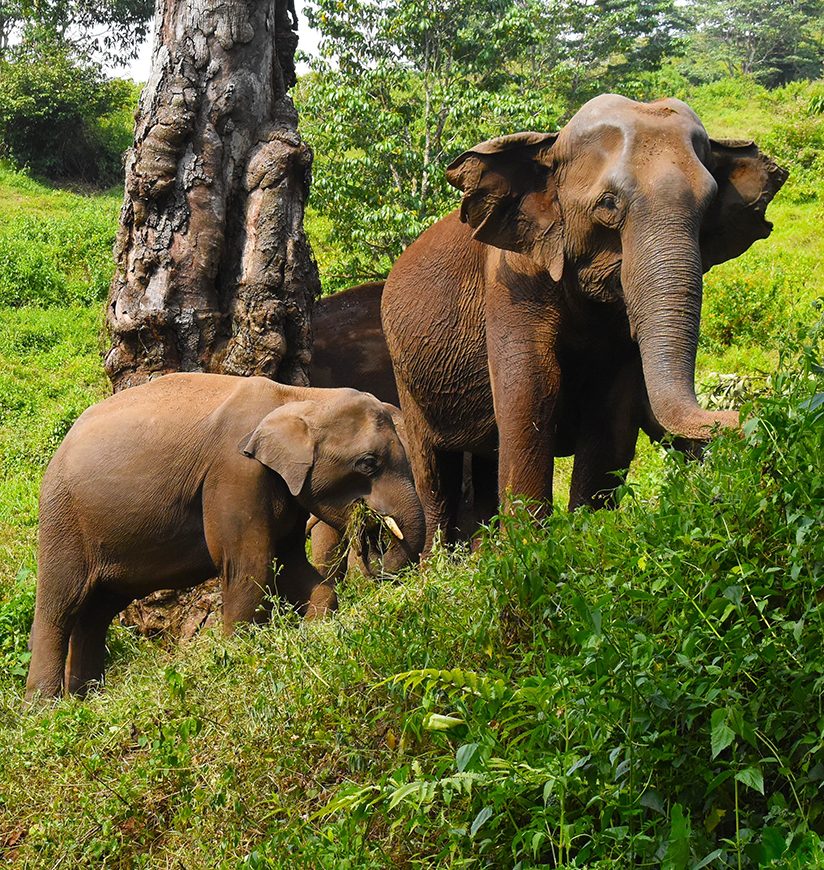 Asiatic elephants from western ghats, Kerala, India 