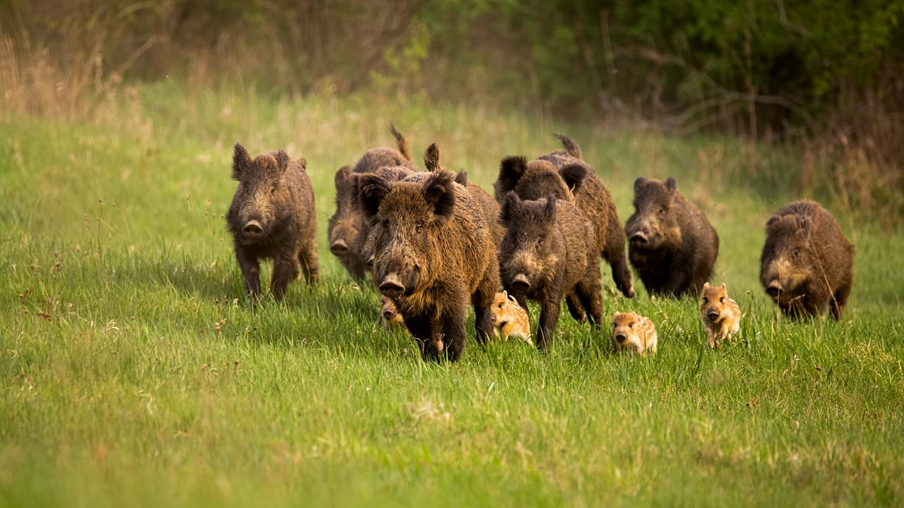 Group of wild boars, sus scrofa, running in spring nature. Action wildlife scenery of a family with small piglets moving fast forward to escape from danger.
