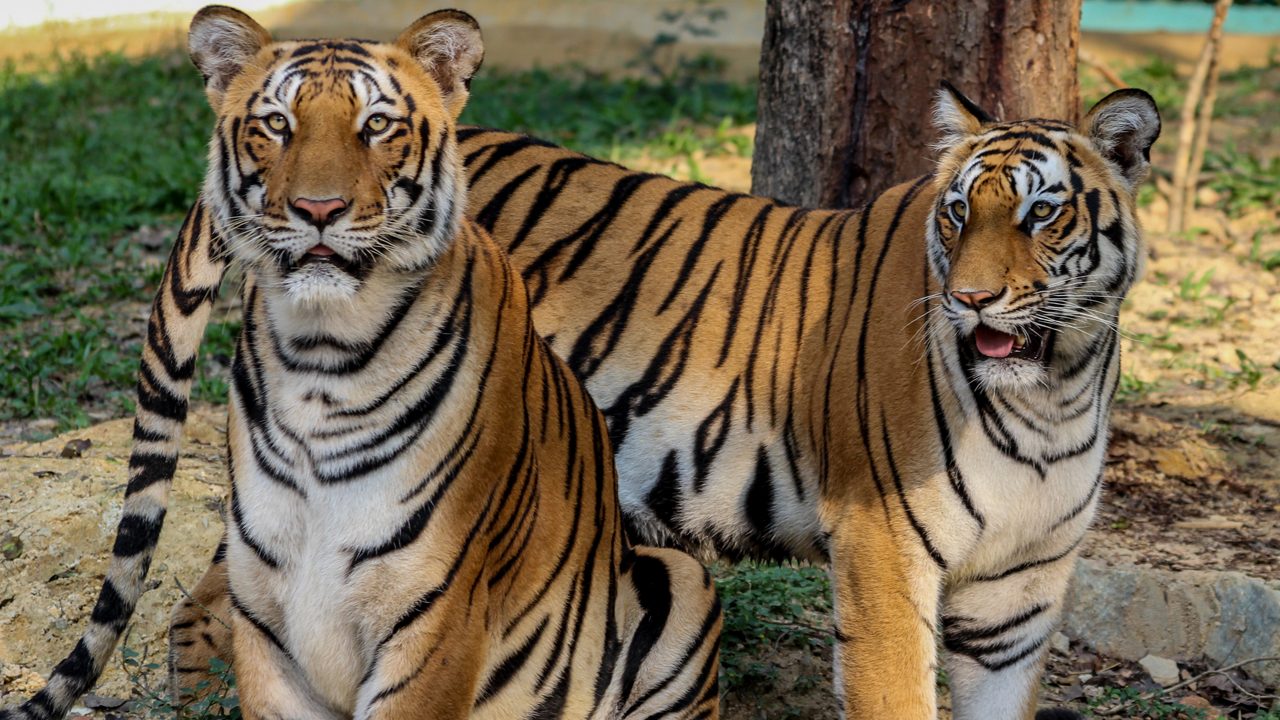 Bengal Tigers at Bannerghatta National Park, Bengaluru, Karnataka , India