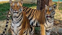 Bengal Tigers at Bannerghatta National Park, Bengaluru, Karnataka , India