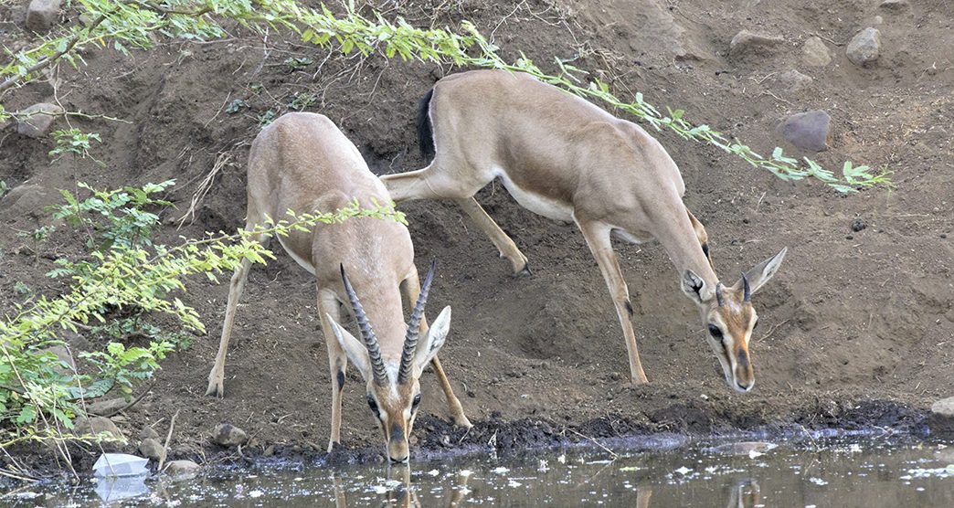 yadahalli-chinkara-wildlife-sanctuary-bagalkote-karnataka-1-attr-about