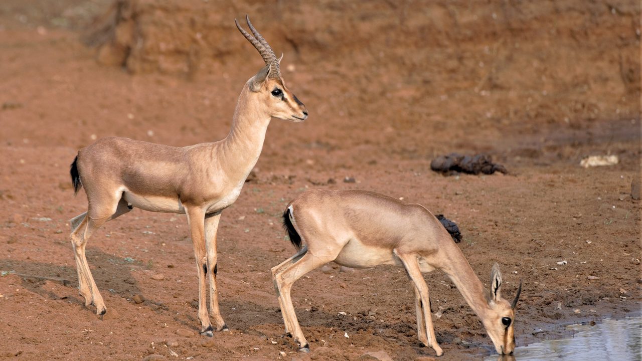 yadahalli-chinkara-wildlife-sanctuary-bagalkote-karnataka-1-attr-hero