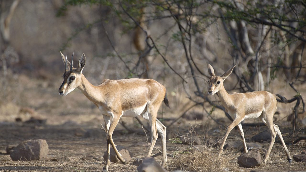 yadahalli-chinkara-wildlife-sanctuary-bagalkote-karnataka-2-attr-hero