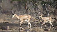 yadahalli-chinkara-wildlife-sanctuary-bagalkote-karnataka-2-attr-hero