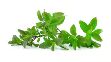 garnishing-instructions-image