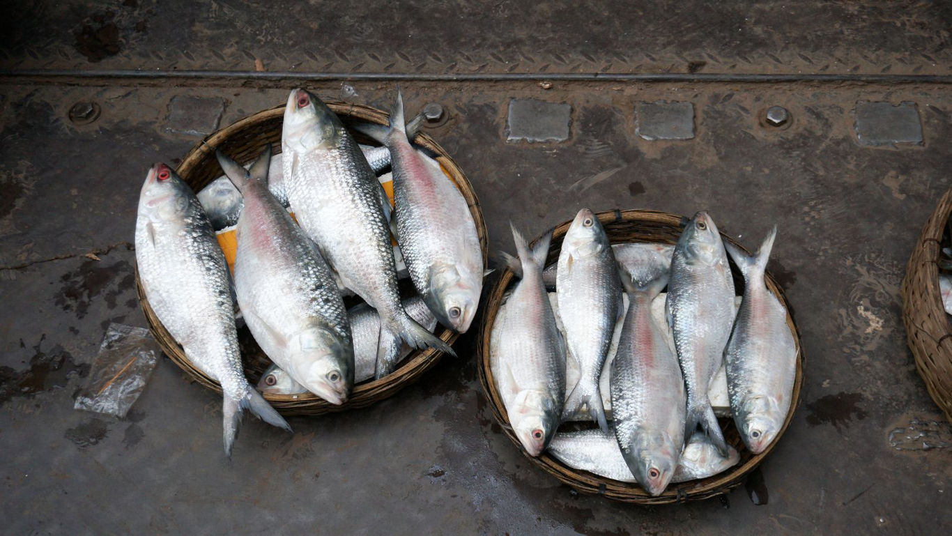 Fresh silver fish displayed in baskets