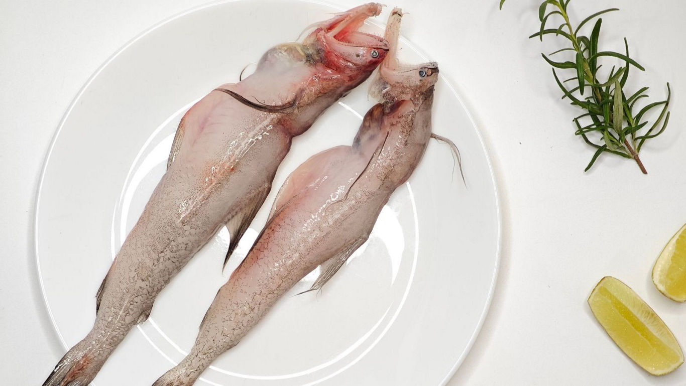 Raw whole fish on white plate