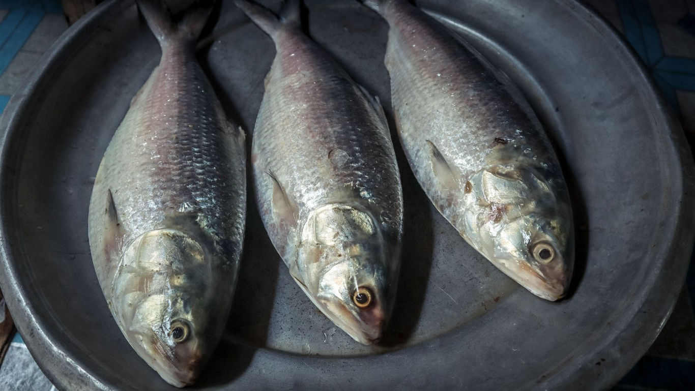 Three fresh fish on metal tray