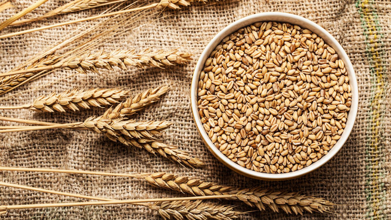 Bowl of Wheat Grains on Burlap with Stalks