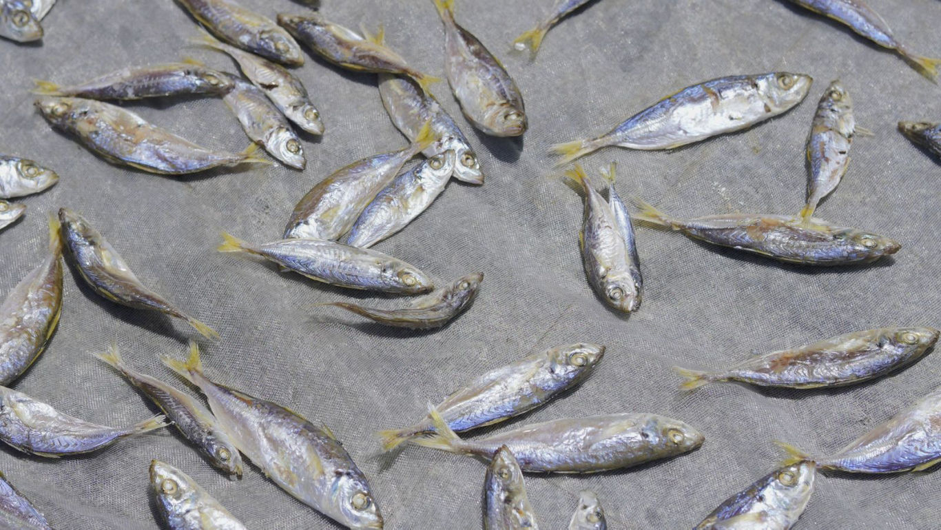 Small dried fish scattered on surface