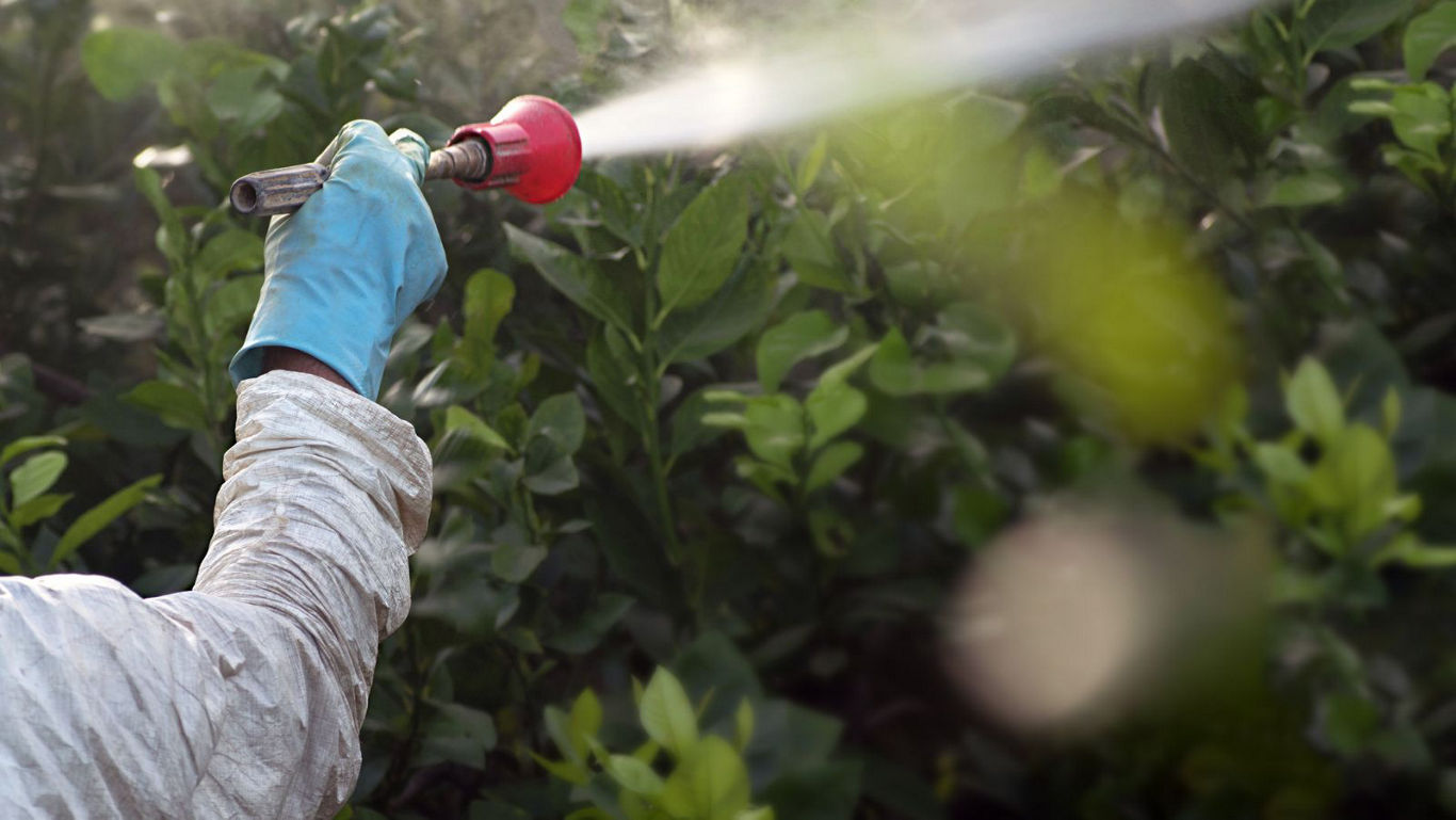 Worker spraying crops with protective gloves