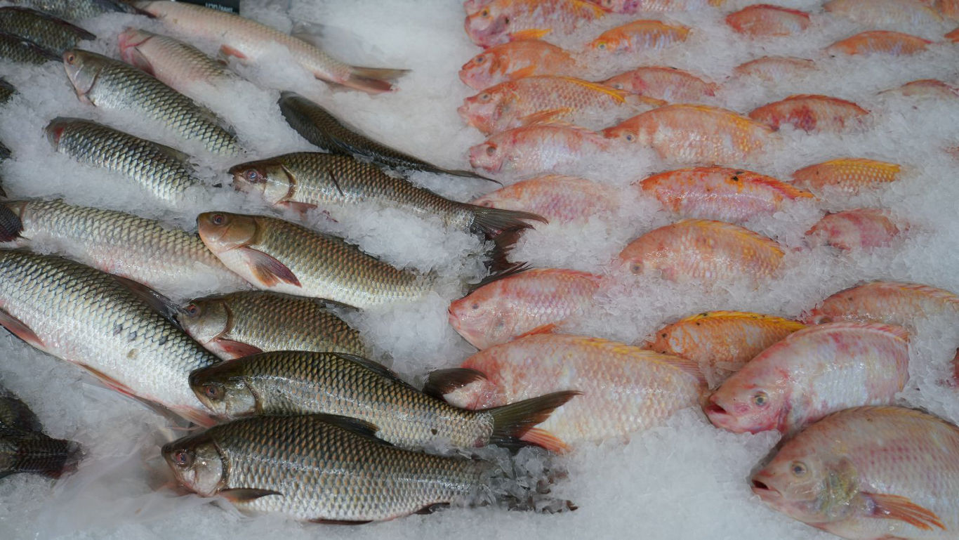 Fresh whole and cleaned fish on ice