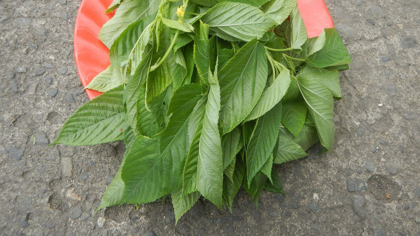 Fresh green leafy vegetables on red plate outdoors