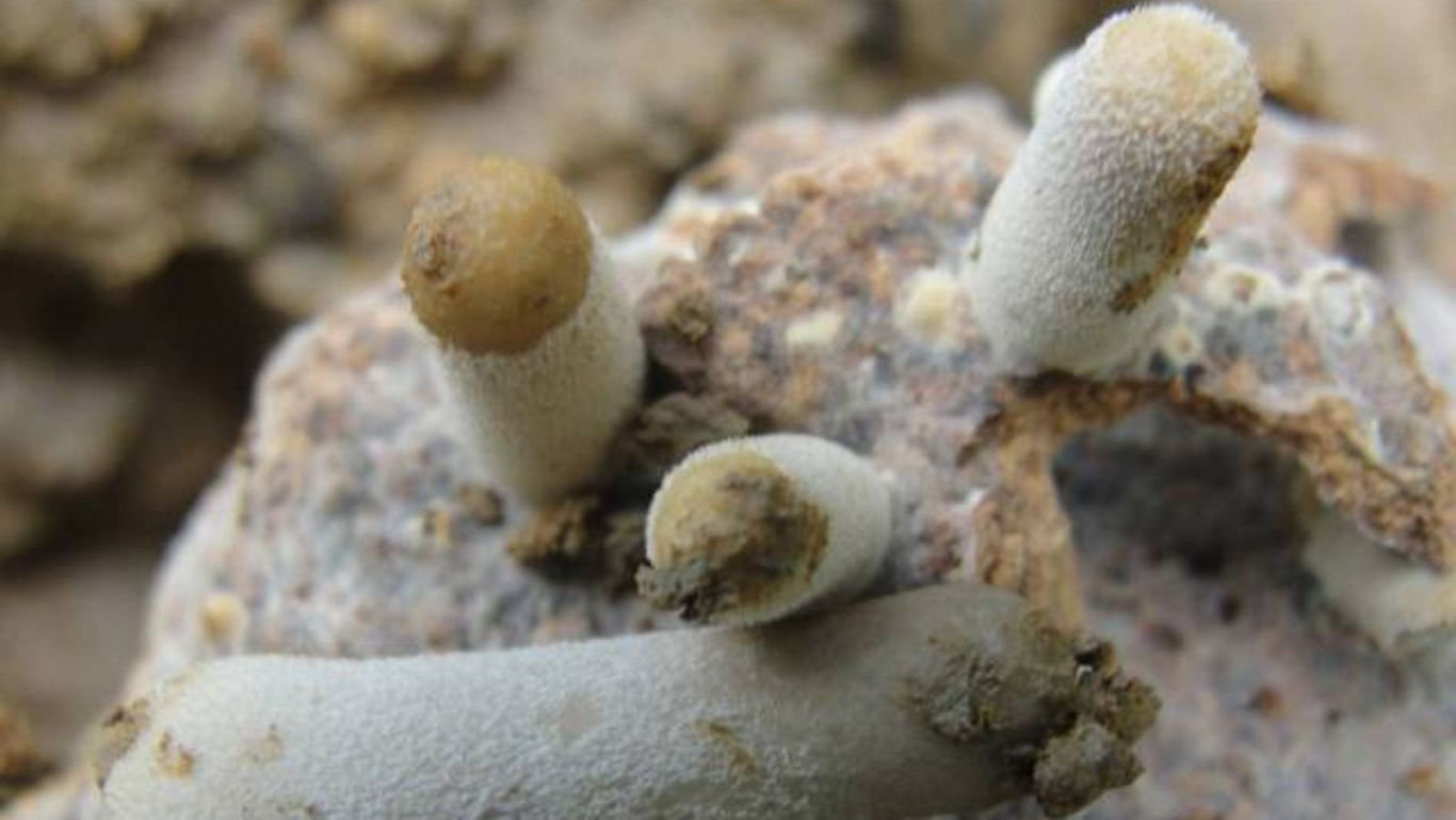 Close-up of small white fungi on rock
