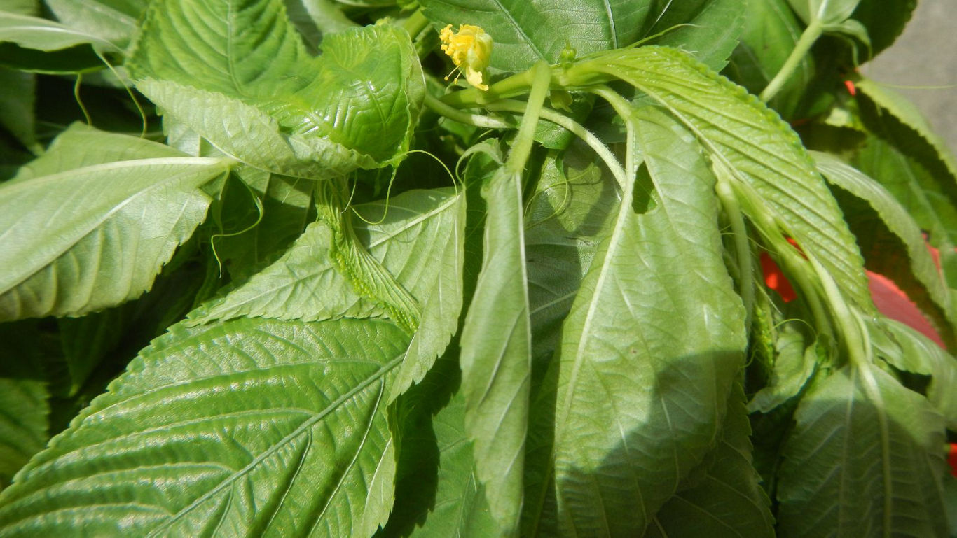 Close-up of fresh green leafy vegetable plant