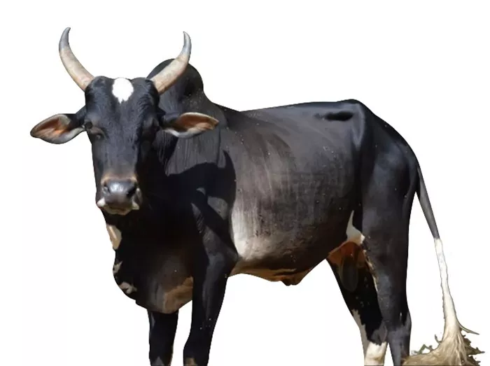 உம்பளச்சேரி மாடு