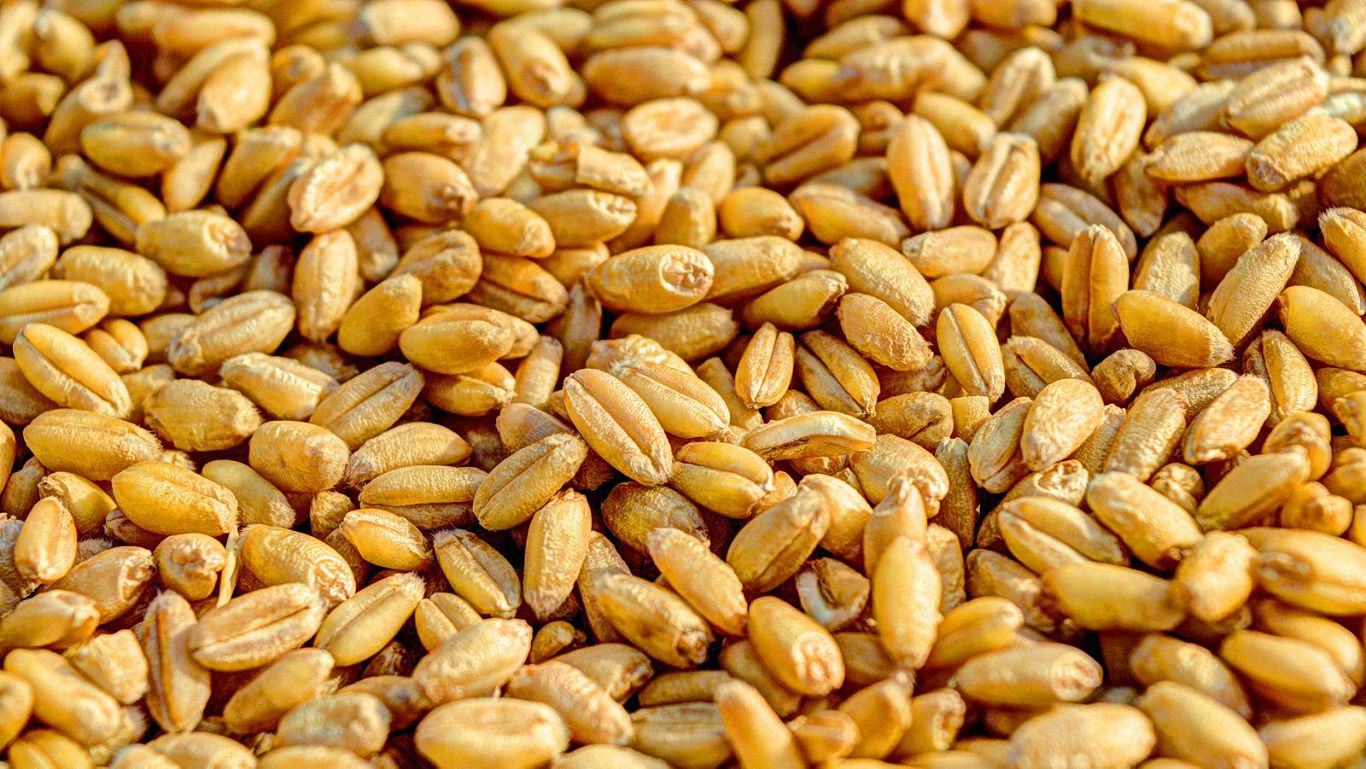 Khapli Wheat