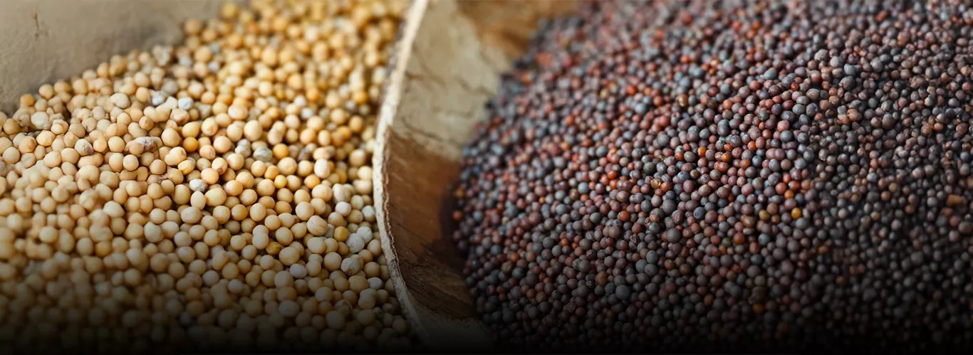 Types of Mustard - Sunrise Spices