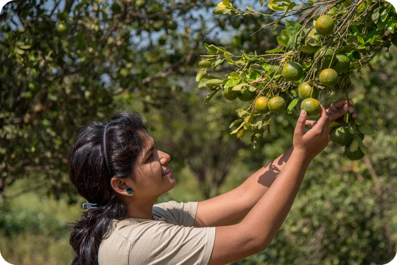 guava