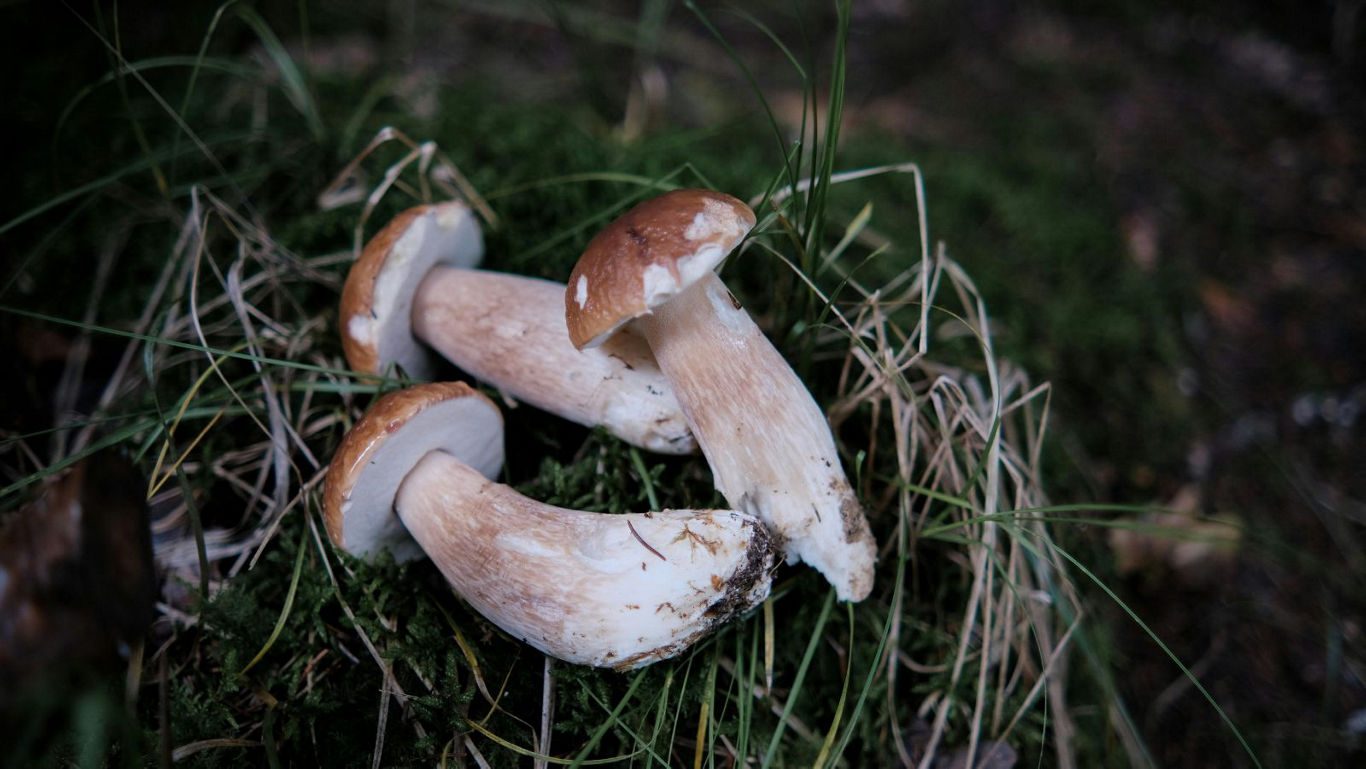 Wild porcini mushrooms on forest floor
