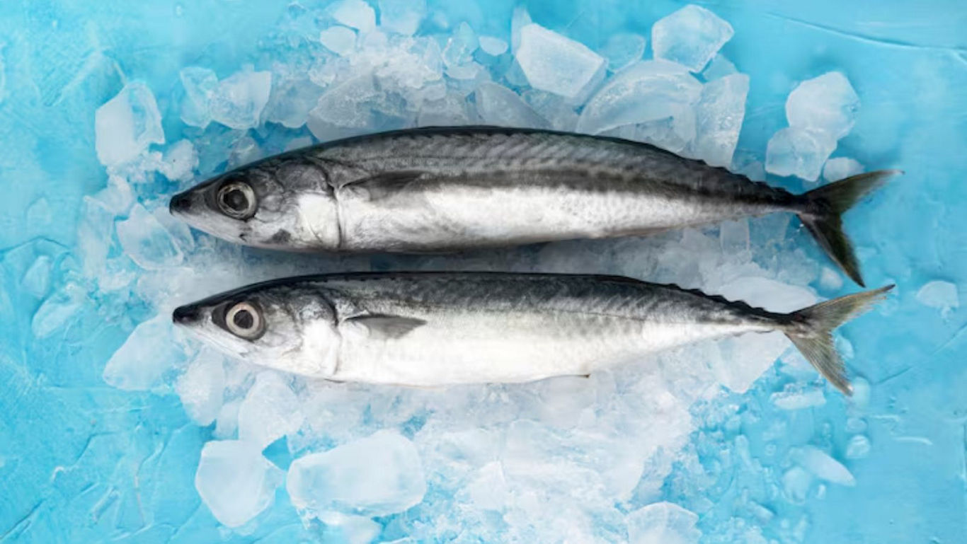 Two fresh fish on ice with blue background