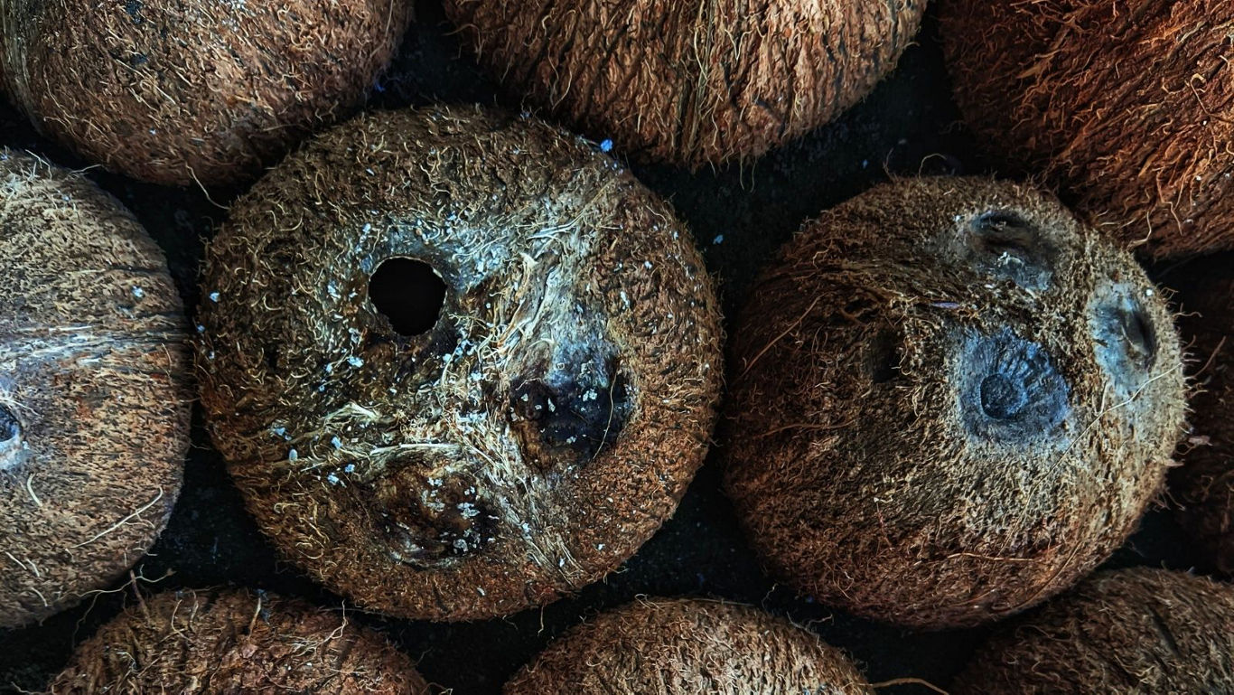 Close-up of whole coconuts in rows