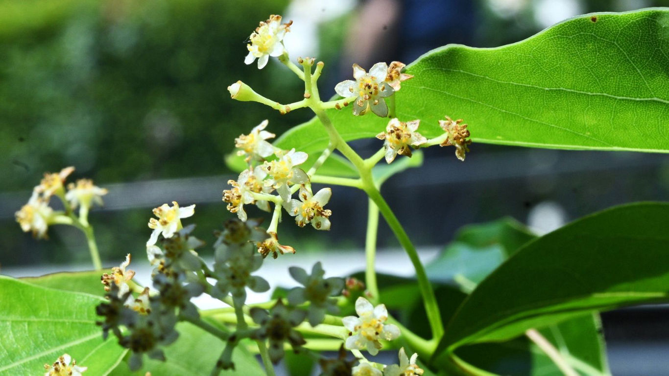 Close-up of small white blossoms on leaves