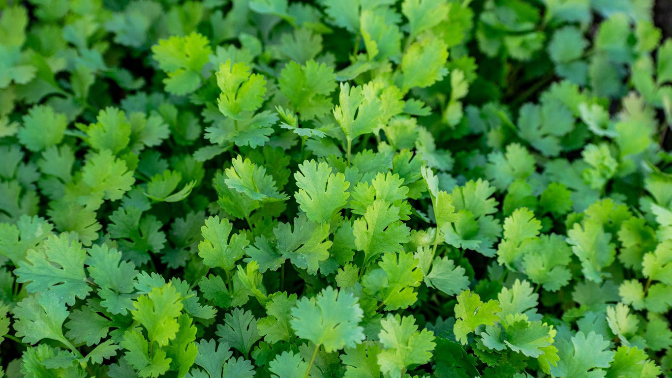 Cilantro