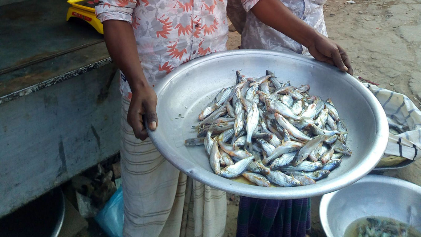 Hilsa