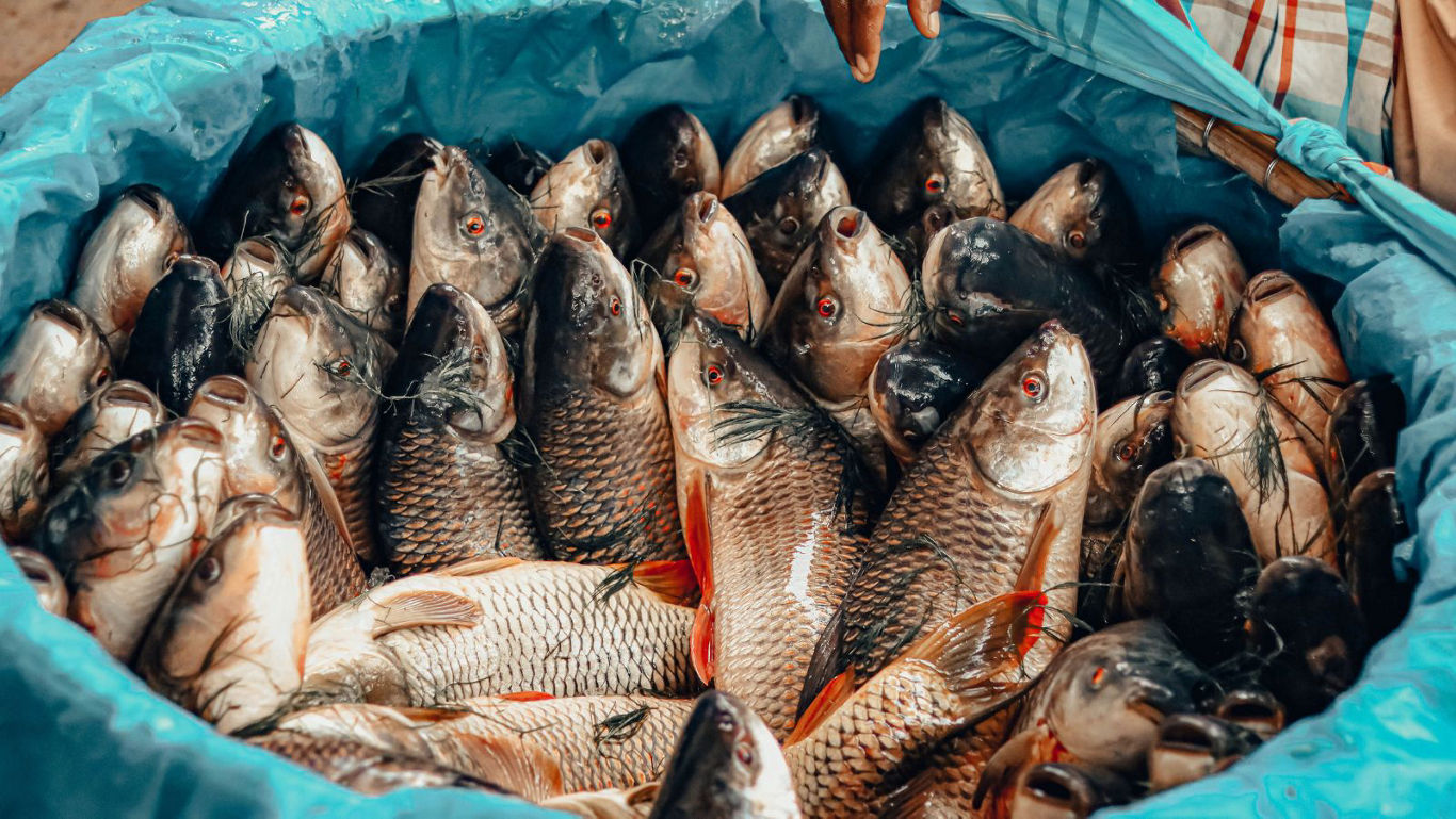 Freshly caught fish piled in blue tub