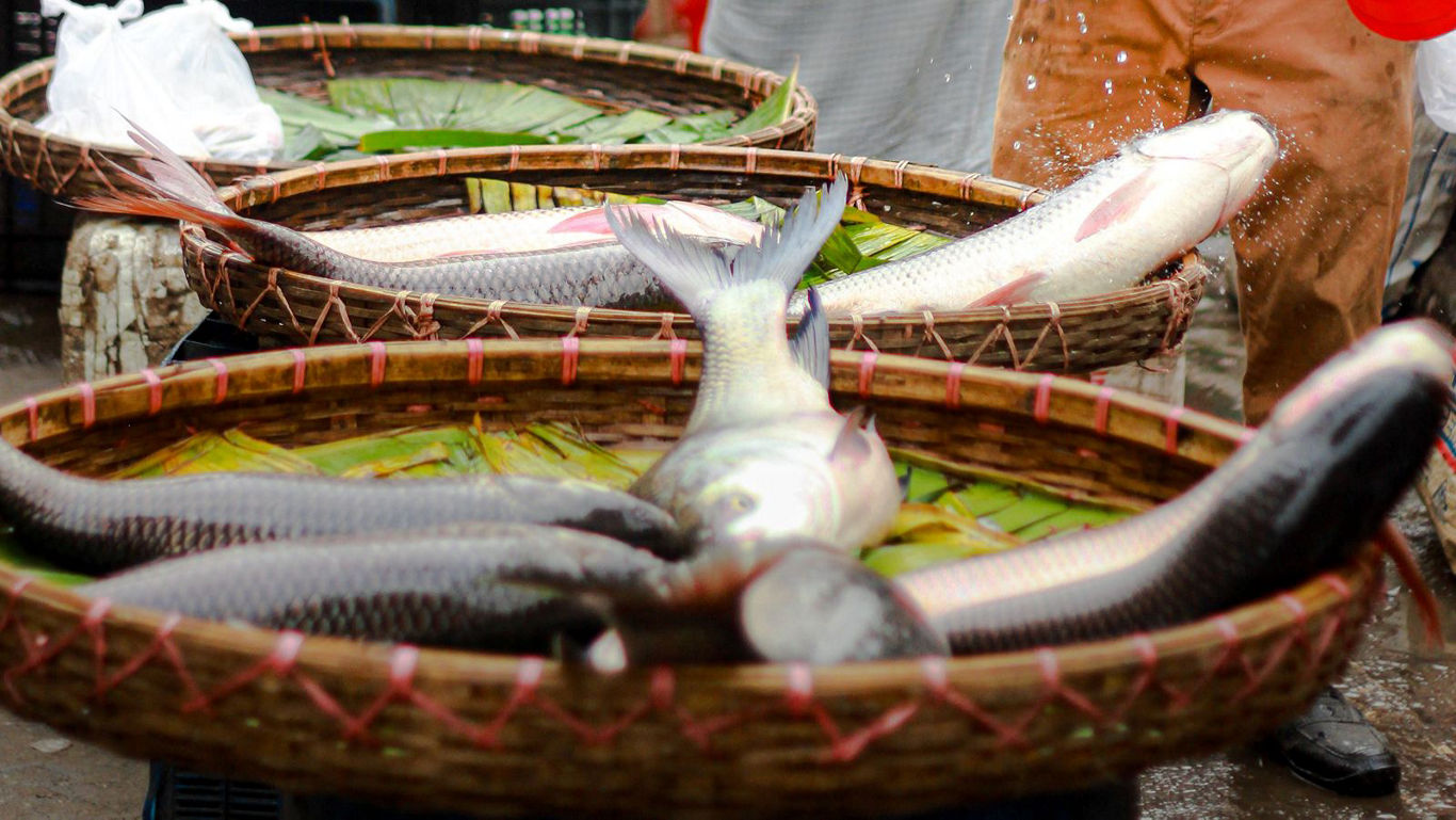 Hilsa