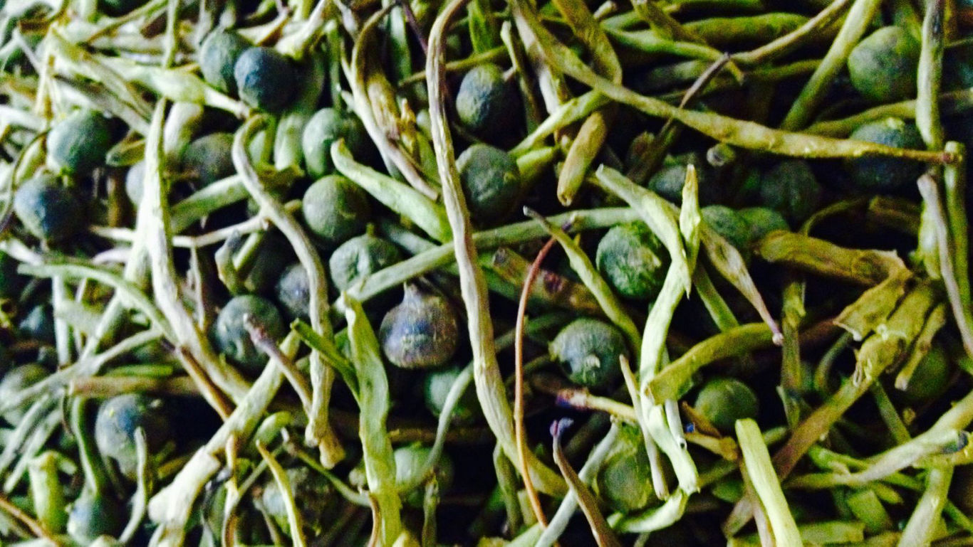 Close-up of dried green plant pods