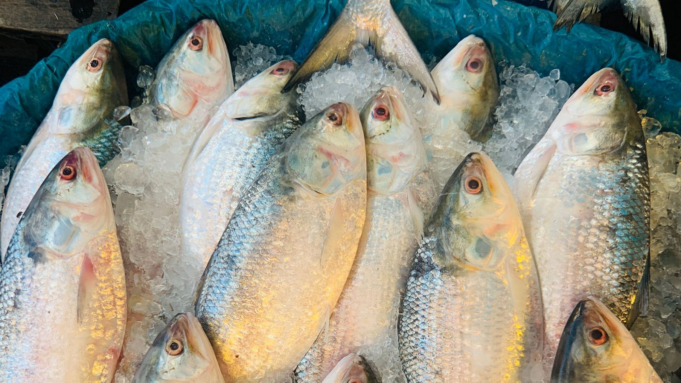 Hilsa