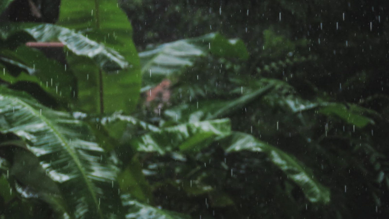 Tropical banana leaves in gentle rainforest rain