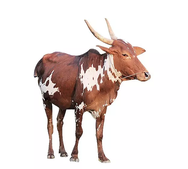 பர்கூர் மாடு