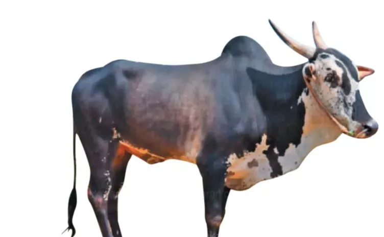 அலம்பாடி மாடு