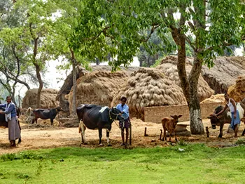 Livestock Development