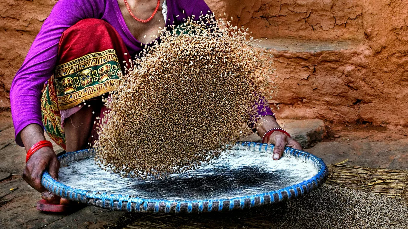 Khapli Wheat vs Ragi: Which Ancient Grain Fits Your Kitchen?