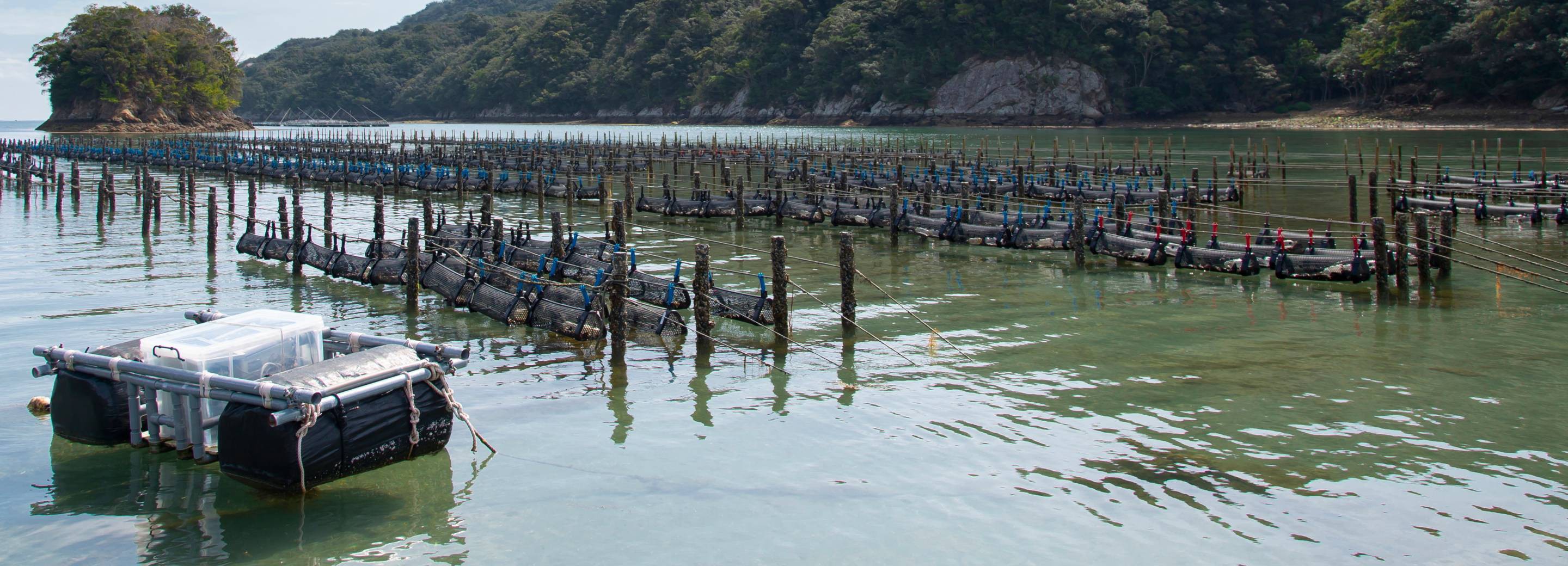 IoT活用事例世界一おもしろい水産業へ牡蠣スマート養殖プロジェクト