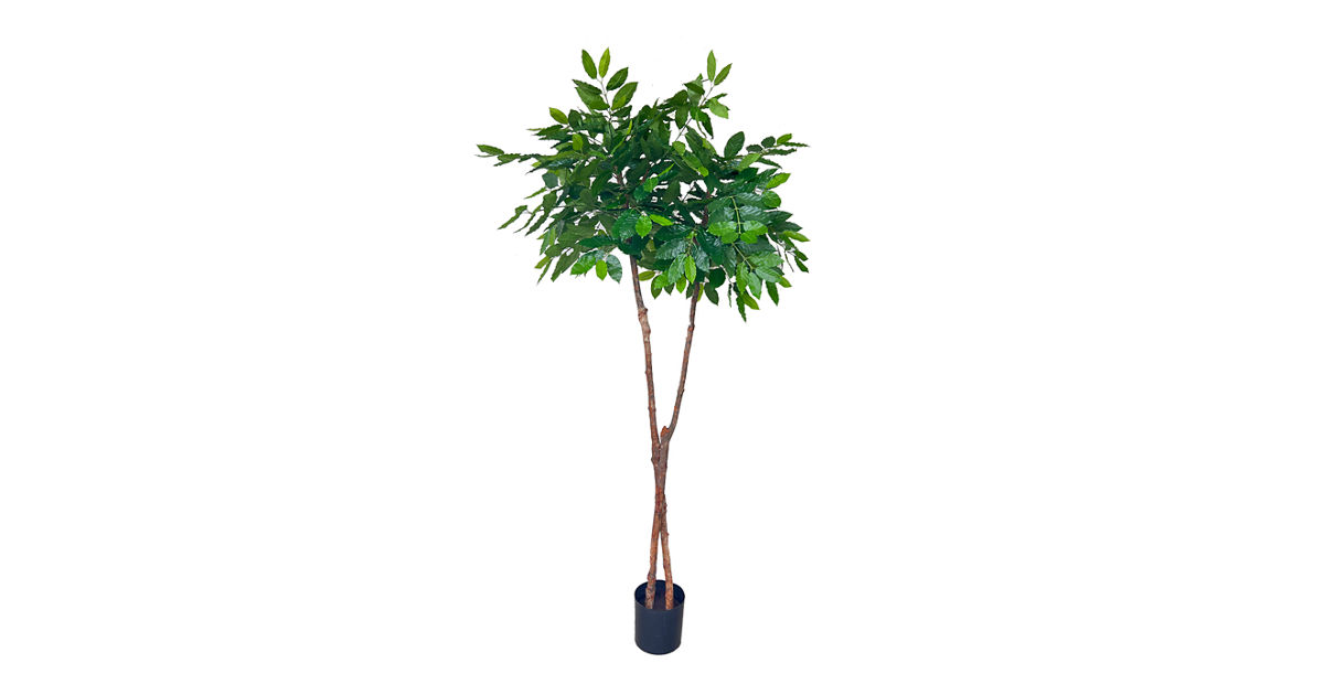 POLLYANNA COFFEA ARABICA COFFEE TREE (UV RESISTANT) | KRISSHOP ...