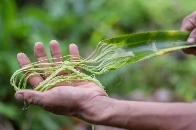 Fibres from pineapple leaves