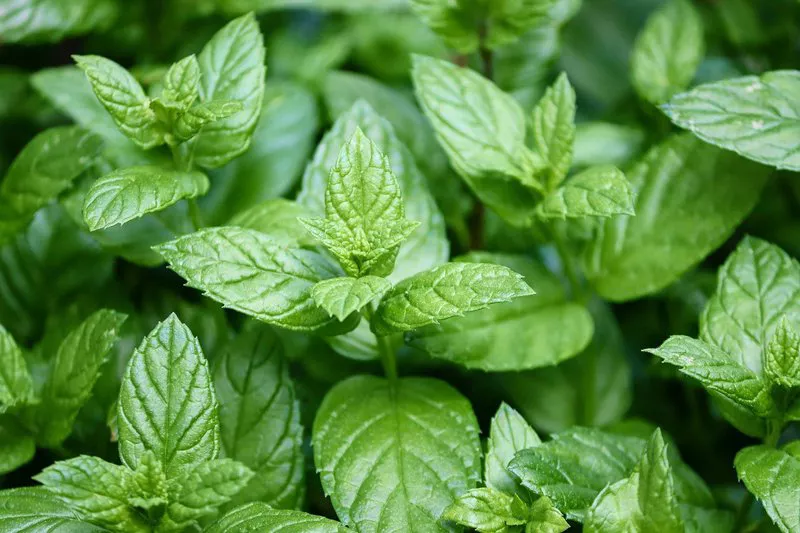 Peppermint ingredient used by Kinohimitsu