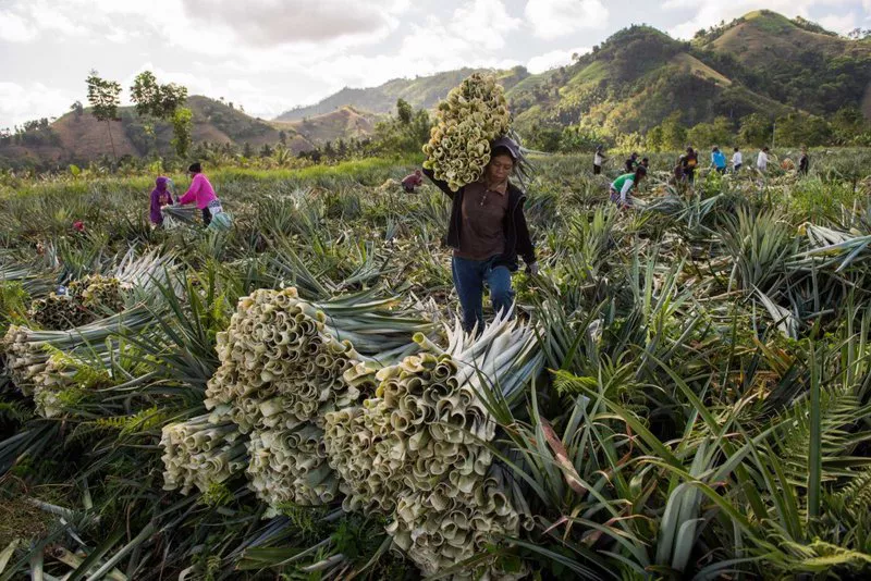 Harvesting pineapple leaves