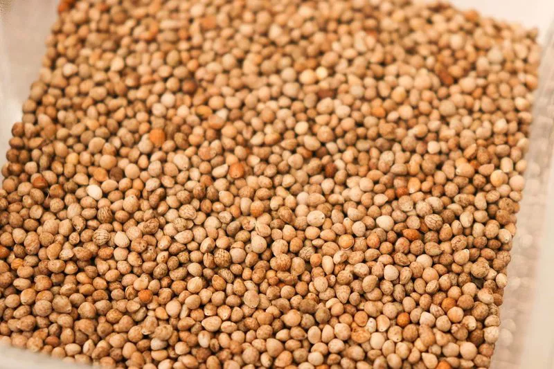Perilla Seed Extract used by Kinohimitsu