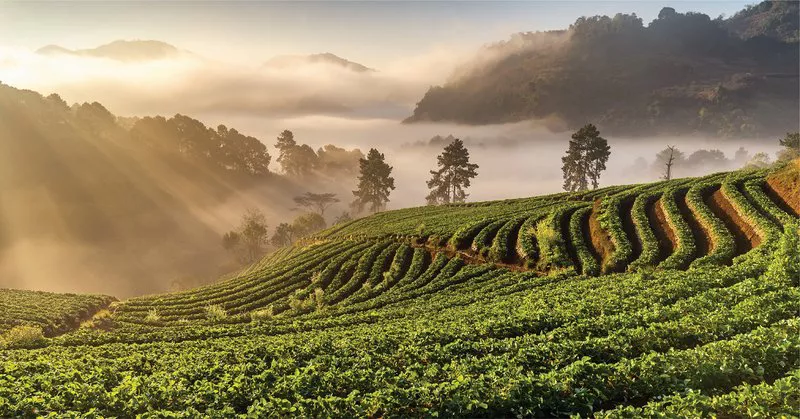 Teas From Around the World