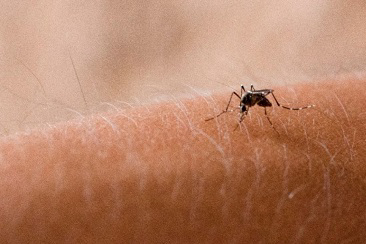 Dengue Fever | Statistics and Key Facts